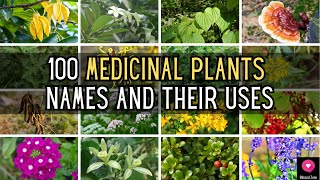 100 Medicinal Plants Names And Their Uses  Blissed Zone [upl. by Iam]