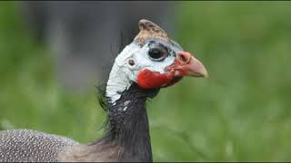 Guinea fowls  Complete documentary [upl. by Mert121]