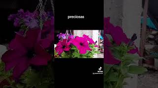 PRECIOSAS CREACIONES DE DIOS musicacristiana flowers [upl. by Amla]