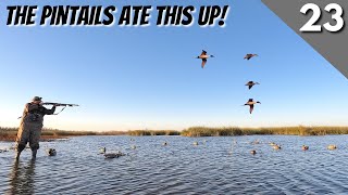 There Were Pintails Everywhere  Texas Public Land Duck Hunting [upl. by Selway]