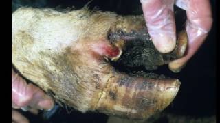 Footandmouth disease vaccine trial on cows [upl. by Quint]