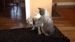 Un chiot dalmatien samuse avec un chat [upl. by Haonam]