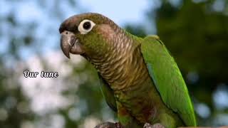 Green Conure Sounds Creates Happy mood [upl. by Lalita]