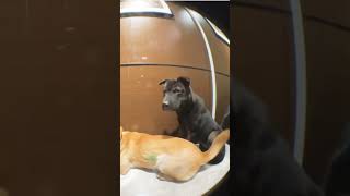 smart dogs vairalvideo trending xuhuong vairalvideo smartdog xuhuong trending trendingvideo [upl. by Evelina]