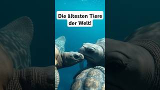 Die ältersten Tiere der Welt tiere shorts facts fakten newvideo turtle wissen [upl. by Meean]