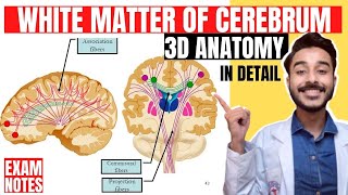 white matter of cerebrum anatomy 3d  association fibers anatomy  commissural fibers anatomy [upl. by Annovy]