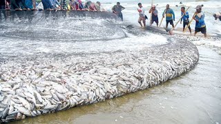 😱 fishing fish catching  woow amazing asian fishing technique never see that before \u00100 fishing [upl. by Annawek]