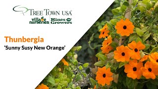 PLANT SPOTLIGHT  Thunbergia Sunny Susy New Orange [upl. by Kcirrez]