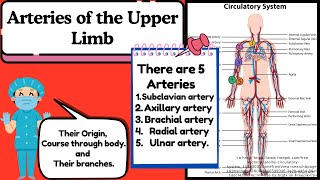 Arteries of the Upper Limb Explained Easy  Anatomy of Upper Limb by Novice Medic [upl. by Aslin]