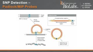 DNA Ligase Fidelity when does it matter [upl. by Ethben]