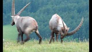 Alpine Ibex on the Hohe Wand mountain in eastern Austria [upl. by Aretha369]