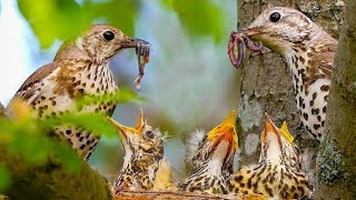 Mistle thrush bird parent feeding their babies [upl. by Rame]