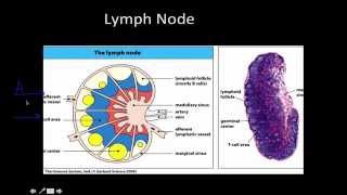 Immunology Primary and Secondary lymphoid Tissue [upl. by Agnese963]