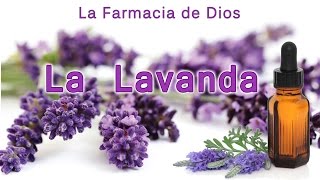 La lavanda propiedades y beneficios para nuestra salud [upl. by Neleb]