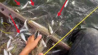 caught a lot of fish today [upl. by Toblat]