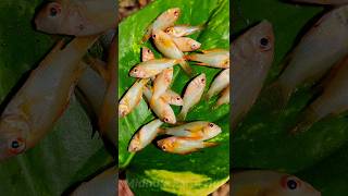 Ram എല്ലാം പോയി fish guppy platy aquarium pets crayfish shorts guppymalayalam [upl. by Llewen404]