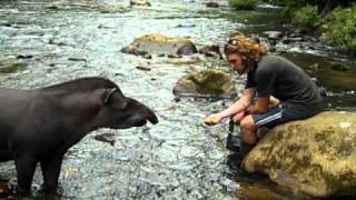 Feeding the Tapir [upl. by Tews]