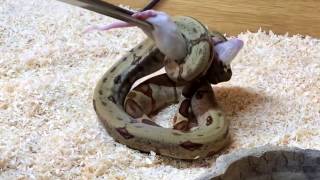 Baby Boa Feeding [upl. by Odrareve]