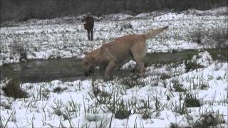 Élevage Labradors lignées de Travail Élevage Labradors chasse [upl. by Katzman]