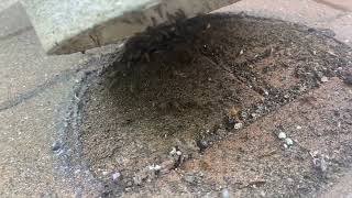 Earwigs Found Under Flower Pot [upl. by Lledrev]