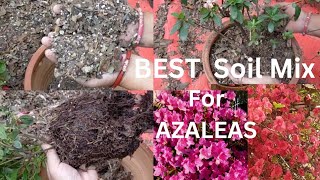 Azalea Plant Best Soil Mix Repotting Fertilizing and All Care Tips in Nepali gardening flowers [upl. by Nnaeirrac]