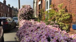 My Clematis Montana ‘Mayleen’ 14523 [upl. by Eltsyrk]