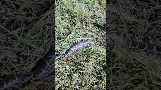 Herping near the Florida Everglades to remove invasive Burmese pythons biology [upl. by Aryc692]