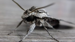 Agrius convolvuli  Hawk Moth  Windenschwärmer [upl. by Venterea389]