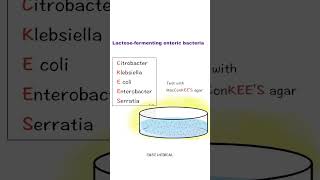 Quick Way to identify Lactose Fermenting bacteria  mnemonics Easemedical [upl. by Iorgo]