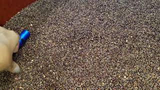 Grape seed expeller pressed oil by RampD Equipment Co In Fort Worth TX [upl. by Tartaglia]