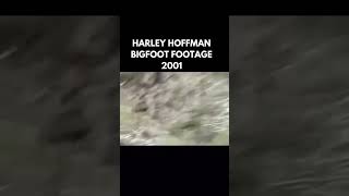 Bigfoot footage from Harley Hoffman circa 2001 [upl. by Siver]