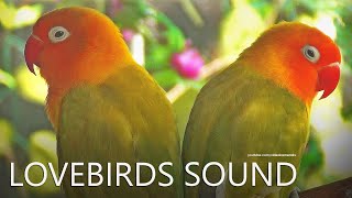 Lovebirds Chirping Sounds From Two Pastel Green Fischers  2024 Part 1 [upl. by Assirialc]