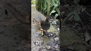 Lyrebird Australia Imitating other birds construction humans [upl. by Aubreir]