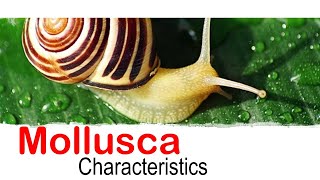 Mollusca phylum characteristics [upl. by Alet]