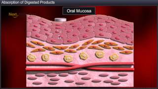 CBSE 11 Biology Digestion and Absorption  Absorption of Digested Products [upl. by Kazim2]