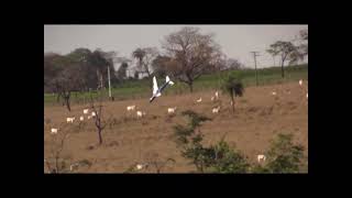 jasedussia Boeing 747 RC plane nearly injures many sheep [upl. by Aninad860]