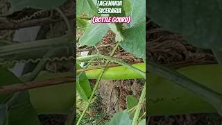 Bottle gourdLagenaria sicerariaclimbers of my terracegarden olericulturehorticulturegardening [upl. by Ahsilla]