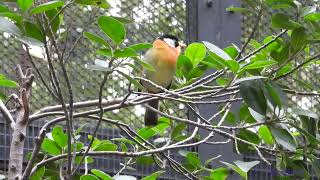 bird241001401p10ylleiothrix argentauris 銀耳相思鳥 silvereared mesiaA002C01 [upl. by Naivad]