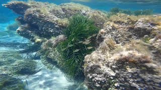 VIDEO SNORKEL EN SCOPELLO SICILIA ITALIA [upl. by Reivaj338]