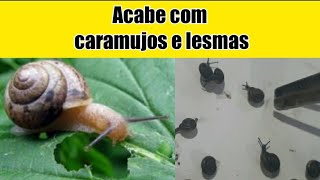 🐌 Como acabar com INFESTAÇÃO de LESMAS CARAMUJOS e CARACÓIS da sua horta jardim DEFINITIVAMENTE [upl. by Lamaj]