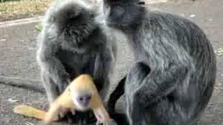 My turn with the Baby Monkey [upl. by Okram]