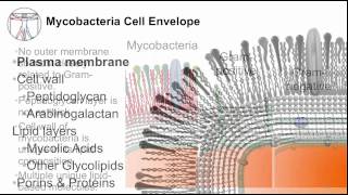 Tuberculosis Mycobacterial Cell Envelope [upl. by Ursa718]