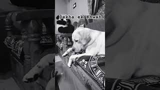 Dekha ek Khwab bollywood oldisgold puppy animellover labrador buddyboy viralshort [upl. by Brezin844]