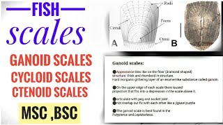 Fish scales types of fish scales  ganoid ctenoid cycloid [upl. by Aranaj]