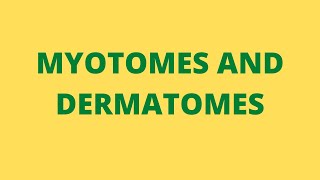 MYOTOMES AND DERMATOMES [upl. by Narrad874]