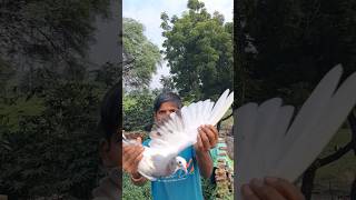 Pigeon kabootar trending yteshorts yteshort viral viralvideo [upl. by Ready]