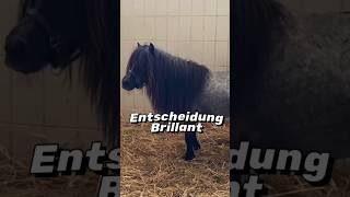 Update zu Mini Shetty Brillant 🐴Bist du eher Team Hengst oder Team Wallach [upl. by Ahsinelg]