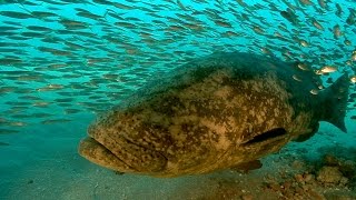 Goliath Grouper Yes they are bigger than me [upl. by Vatsug838]