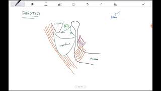 Salivary glands  Anatomy basics [upl. by Fisken]