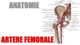 ANATOMIE  Vaisseaux du membre inférieur  1 Artère fémorale [upl. by Birdie]